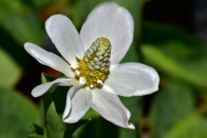Anemopsis californica