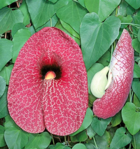 ARISTOLOCHIA MILHOMENS