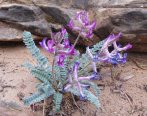 ASTRAGALUS MOLLISSIMUS
