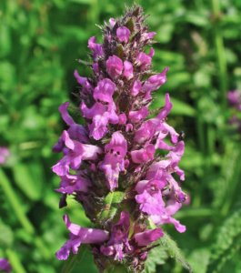 BETONICA AQUATICA