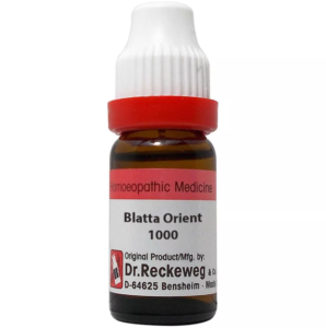 BLATTA ORIENTALIS