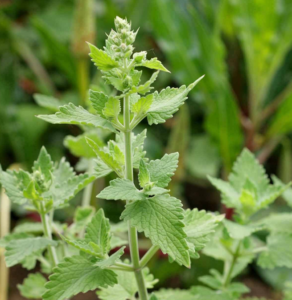 CATARIA NEPETA