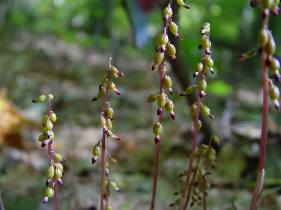 CORALLORHIZA ODONTORHIZA