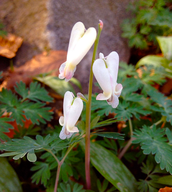 CORYDALIS FORMOSA- DICENTRA CANADENSIS