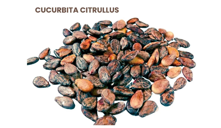 CUCURBITA CITRULLUS