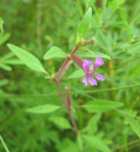 CUPHEA VISCOSISSIMA