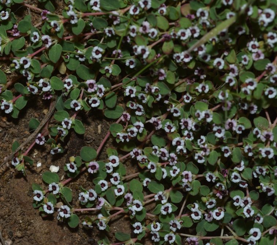 EUPHORBIA POLYCARPA