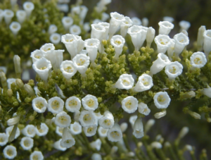 FABIANA IMBRICATA