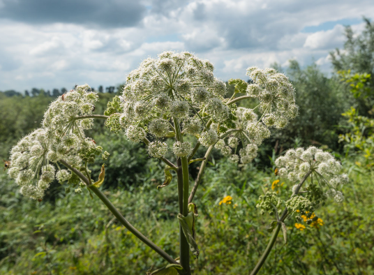 HERACLEUM SPHONDYLIUM