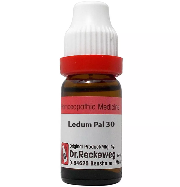 LEDUM PALUSTRE