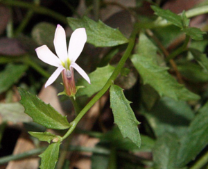 LOBELIA PURPURASCENS