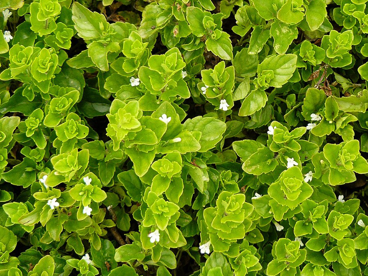 MICROMERIA DOUGLASII