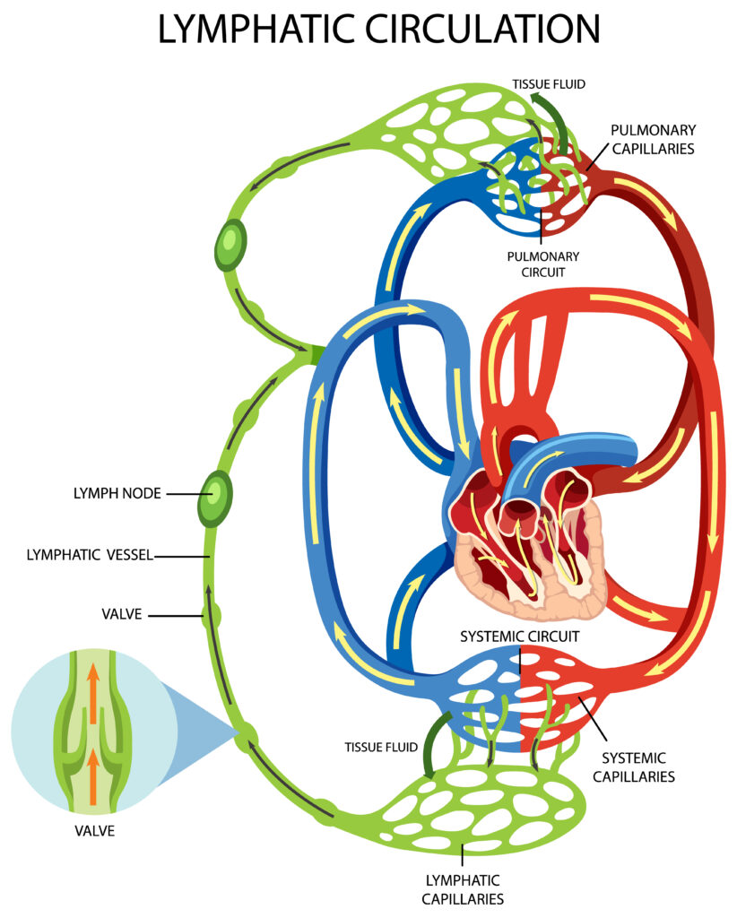 Homeopathy For Lymph Nodes